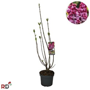 Syringa v. 'Michel Buchner' 100-125 cm cont. 7,5L