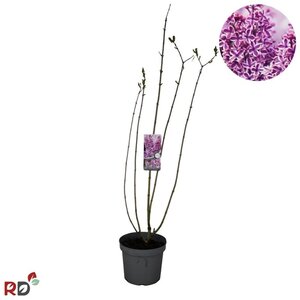 Syringa v. 'Sensation' 100-125 cm cont. 7,5L