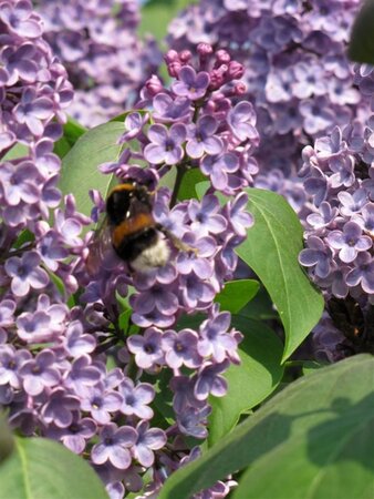 Syringa vulgaris 150-175 cm met kluit - afbeelding 2