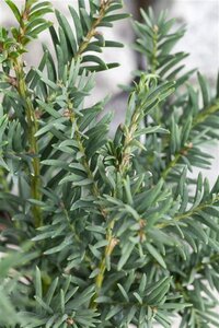 Taxus baccata 45 cm met kluit bol