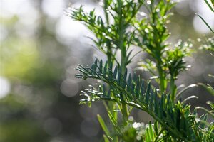 Taxus b. 'Fastigiata' 80-90 cm met kluit
