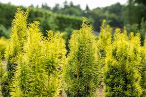 Taxus b. 'Fastigiata Aurea' 80-90 cm met kluit