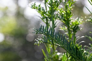 Taxus b. 'Litfass' 50-60 cm cont. 5,0L