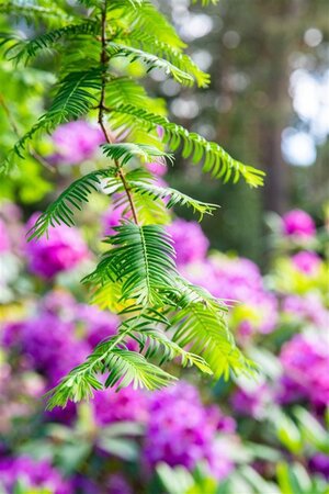 Taxodium distichum 100-125 cm met kluit - afbeelding 2