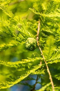 Taxodium distichum 100-125 cm met kluit - afbeelding 3