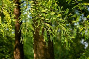 Taxodium distichum 60-80 cm met kluit