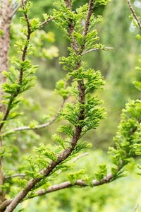 Taxodium dist. 'Pevé Minaret' 60-70 cm cont. 10L