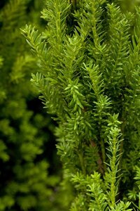 Taxus media 'Hillii' 100-125 cm met kluit