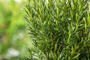 Taxus media 'Hillii' 100-125 cm met kluit - afbeelding 3