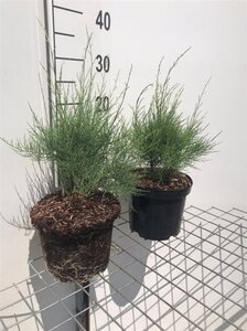 Tamarix tetrandra geen maat specificatie cont. 3,0L