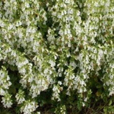 Teucrium cham. 'Album' geen maat specificatie 0,55L/P9cm - afbeelding 1
