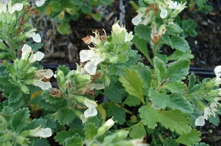 Teucrium cham. 'Album' geen maat specificatie 0,55L/P9cm - afbeelding 2