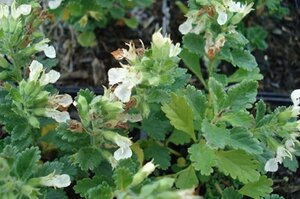 Teucrium cham. 'Album' geen maat specificatie 0,55L/P9cm - afbeelding 2