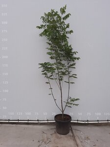 Tetradium daniellii = Euodia hupehensis  175-200 cm met kluit