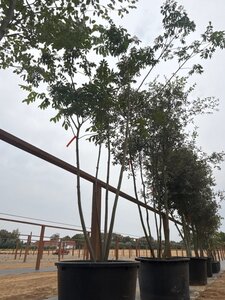 Tetradium daniellii = Euodia hupehensis  300-350 cm cont. 230L meerstammig - afbeelding 5