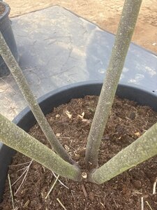 Tetradium daniellii = Euodia hupehensis  300-350 cm cont. 230L meerstammig - afbeelding 7