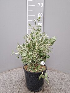 Teucrium fruticans 30-40 cm cont. 3,0L