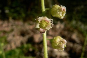 Tellima grandiflora geen maat specificatie 0,55L/P9cm