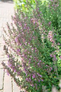 Teucrium lucidrys geen maat specificatie 0,55L/P9cm - afbeelding 4