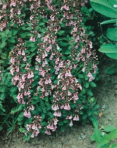 Teucrium lucidrys geen maat specificatie 0,55L/P9cm - afbeelding 3