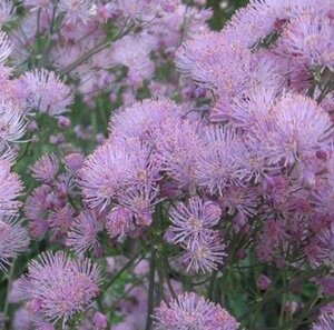 Thalictrum a. 'Thundercloud' geen maat specificatie 0,55L/P9cm