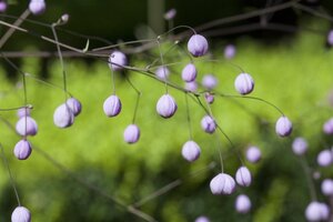 Thalictrum delavayi geen maat specificatie 0,55L/P9cm