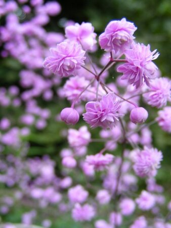 Thalictrum del. 'Hewitt's Double' geen maat specificatie 0,55L/P9cm - afbeelding 2