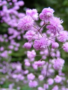 Thalictrum del. 'Hewitt's Double' geen maat specificatie 0,55L/P9cm - afbeelding 2