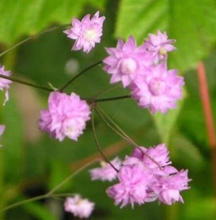 Thalictrum del. 'Hewitt's Double' geen maat specificatie 0,55L/P9cm - afbeelding 3