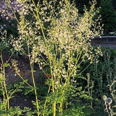 Thalictrum del. Splendide White geen maat specificatie 0,55L/P9cm - afbeelding 1