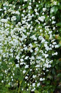 Thalictrum del. Splendide White geen maat specificatie 0,55L/P9cm - afbeelding 2