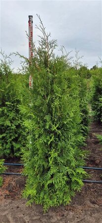 Thuja occ. 'Brabant' 175-200 cm met kluit - afbeelding 3