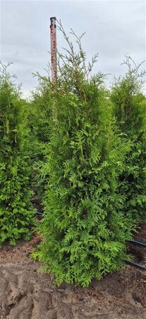 Thuja occ. 'Brabant' 175-200 cm met kluit - afbeelding 4