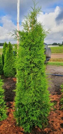 Thuja occ. 'Brabant' 175-200 cm met kluit - afbeelding 5