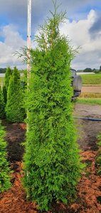 Thuja occ. 'Brabant' 175-200 cm met kluit - afbeelding 5
