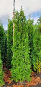 Thuja occ. 'Brabant' 175-200 cm met kluit - afbeelding 6