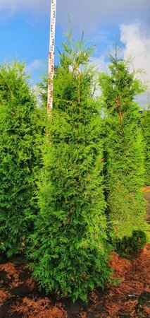 Thuja occ. 'Brabant' 175-200 cm met kluit - afbeelding 7