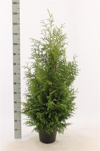 Thuja occ. 'Brabant' 80-100 cm cont. 5,0L - afbeelding 7