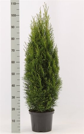 Thuja occ. 'Brabant' 80-100 cm cont. 5,0L - afbeelding 6