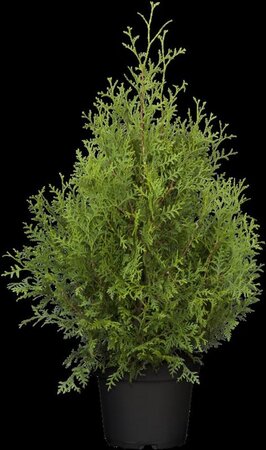 Thuja occ. 'Brabant' 80-100 cm cont. 5,0L - afbeelding 3