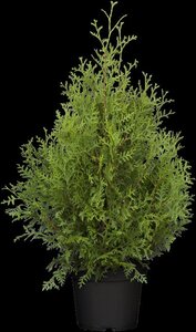 Thuja occ. 'Brabant' 80-100 cm cont. 5,0L - afbeelding 3
