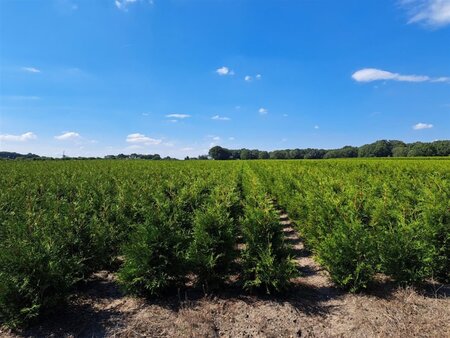 Thuja occ. 'Brabant' 80-100 cm met kluit - afbeelding 4