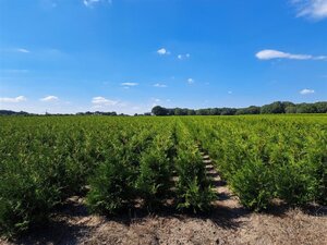 Thuja occ. 'Brabant' 80-100 cm met kluit - afbeelding 4