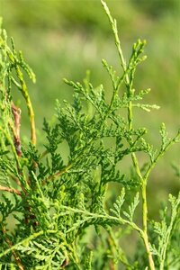 Thuja occ. 'Brabant' 80-100 cm met kluit - afbeelding 2