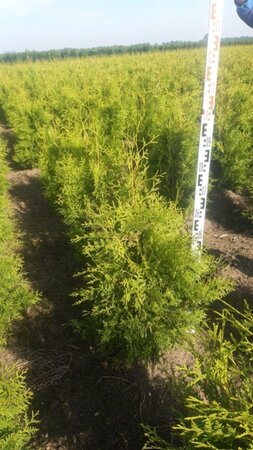Thuja occ. 'Brabant' 80-100 cm met kluit - afbeelding 7