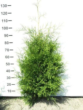 Thuja occ. 'Brabant' 80-100 cm met kluit - afbeelding 5