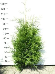 Thuja occ. 'Brabant' 80-100 cm met kluit - afbeelding 5