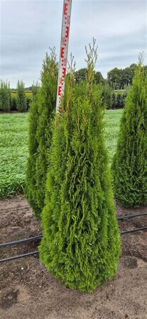 Thuja occ. 'Smaragd' 125-150 cm met kluit - afbeelding 6