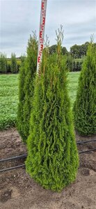 Thuja occ. 'Smaragd' 125-150 cm met kluit - afbeelding 6