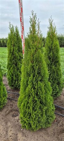 Thuja occ. 'Smaragd' 150-175 cm met kluit - afbeelding 4